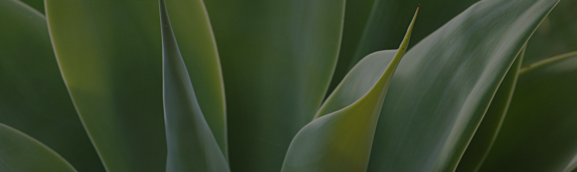 Close-up of agave planting, part of the garden's soft landscaping